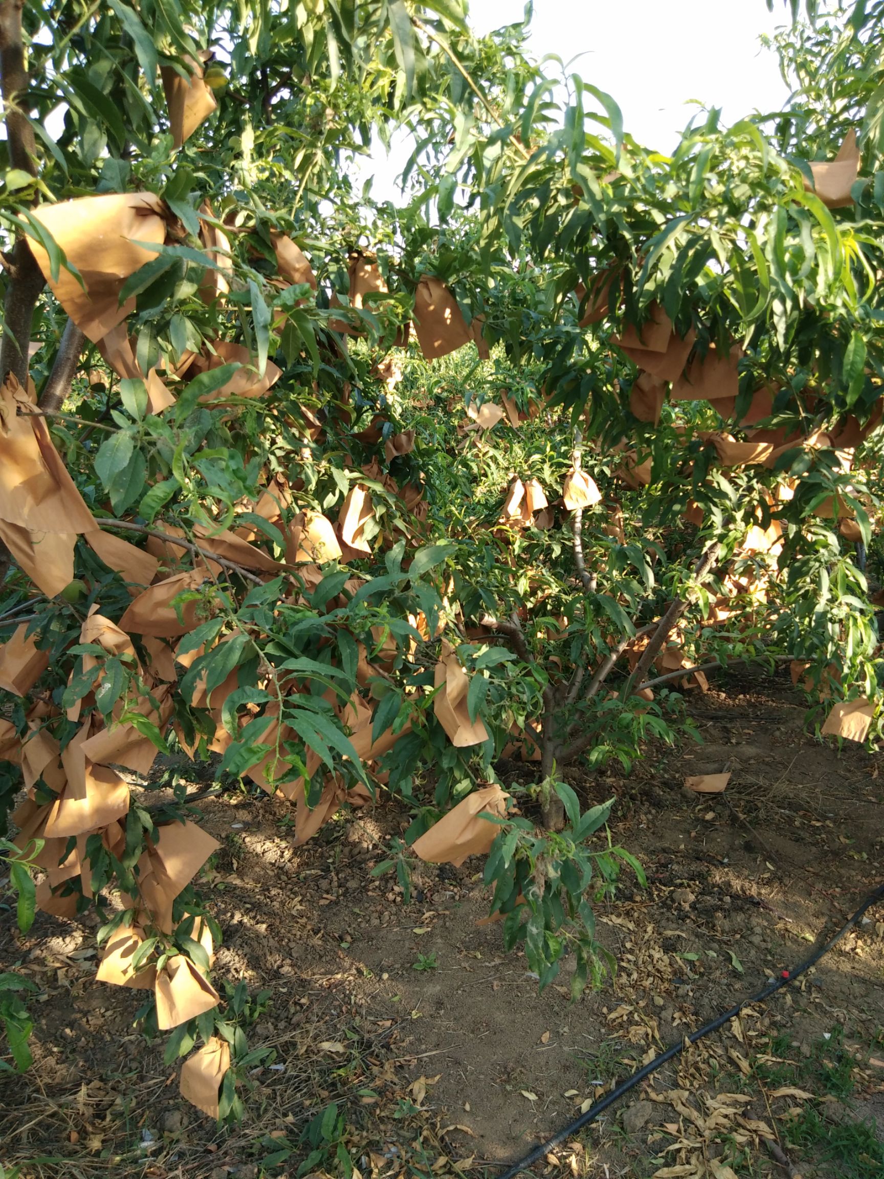黄桃树苗 锦香黄桃苗,早熟黄桃苗,无需套袋的新品种.