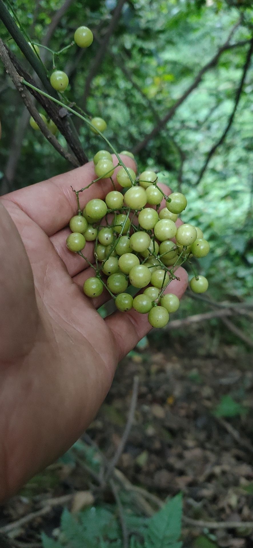 金果榄 出售地苦胆种子