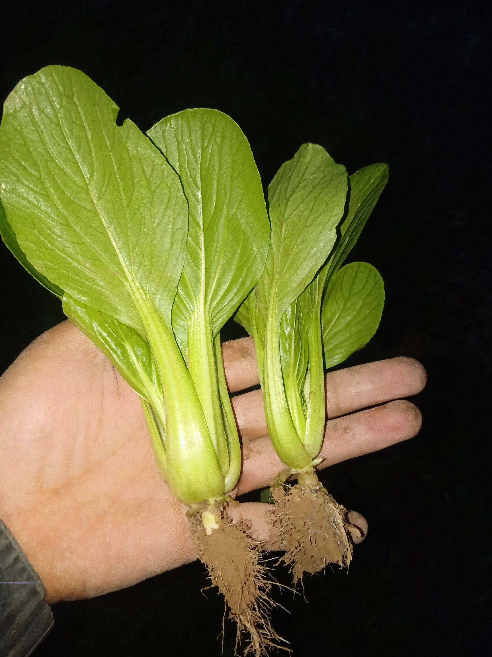 上海青小油菜