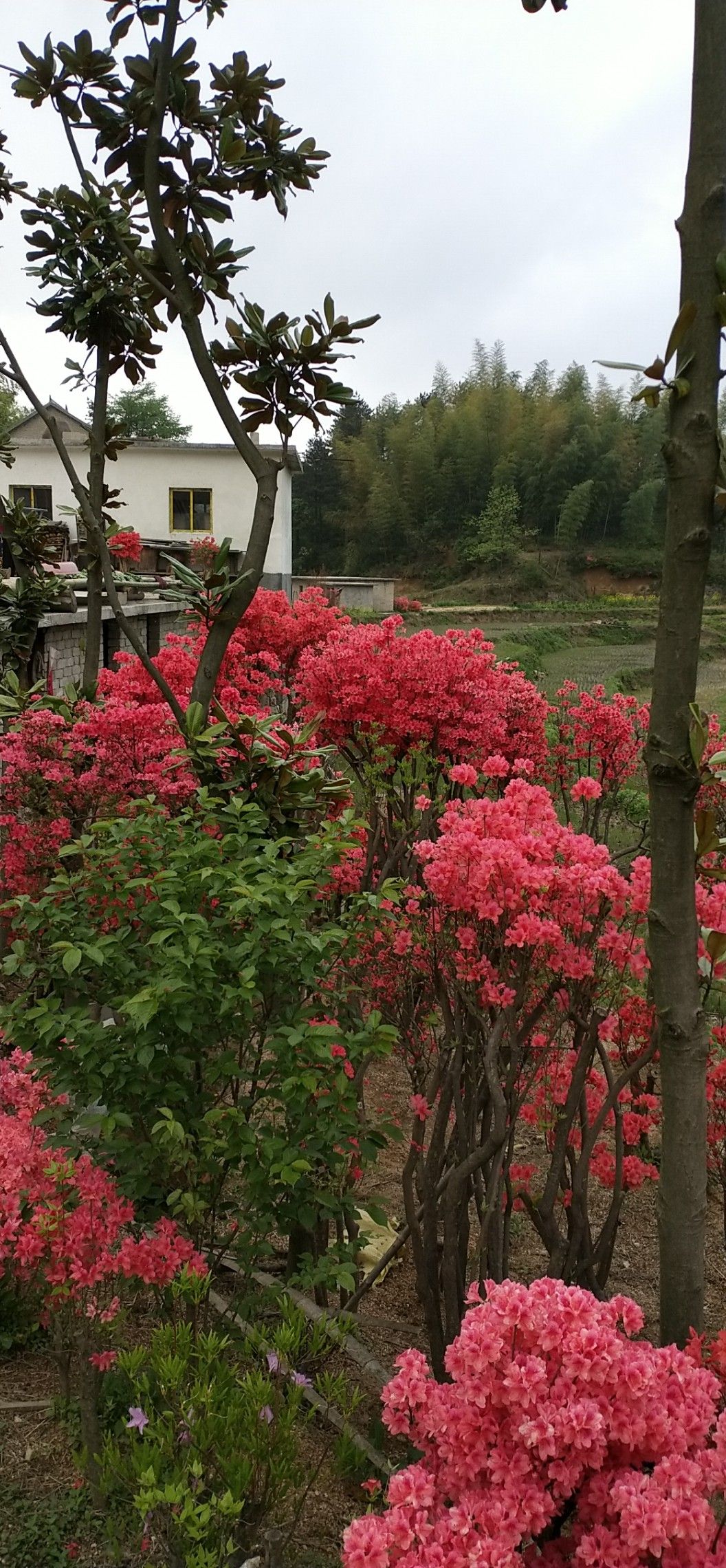 大别山映山红,先花后叶