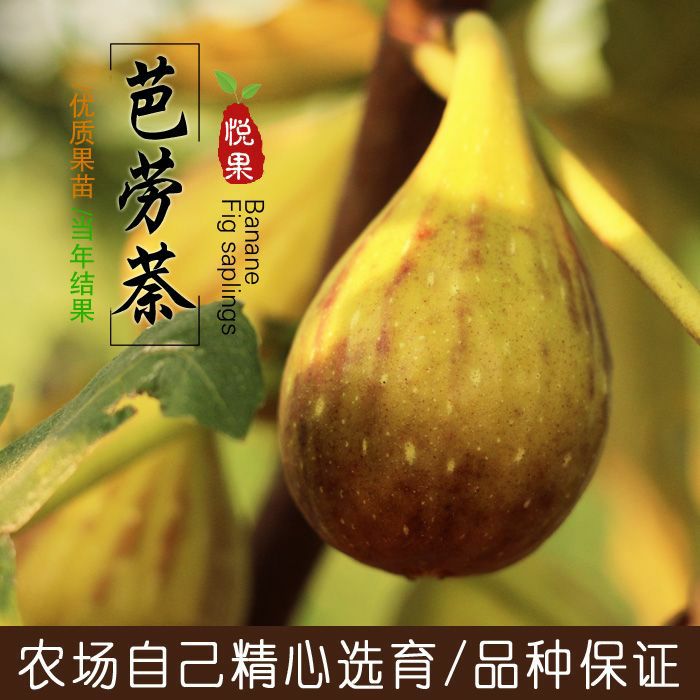 山东临沂平邑县 芭劳奈无花果苗 七天内行情趋势图