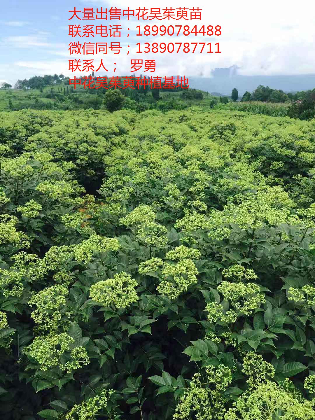 吴茱萸苗 当种植当年收益