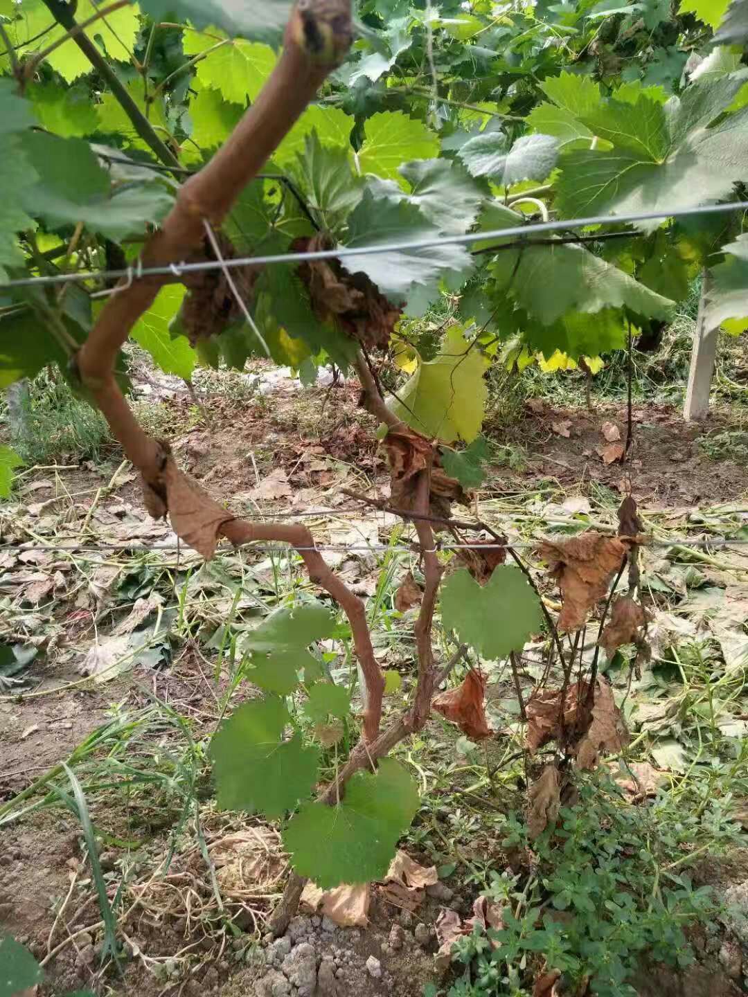 蓝宝石葡萄苗 甜蜜蓝宝石葡萄果形大口感好根系发达产量高适合南北方