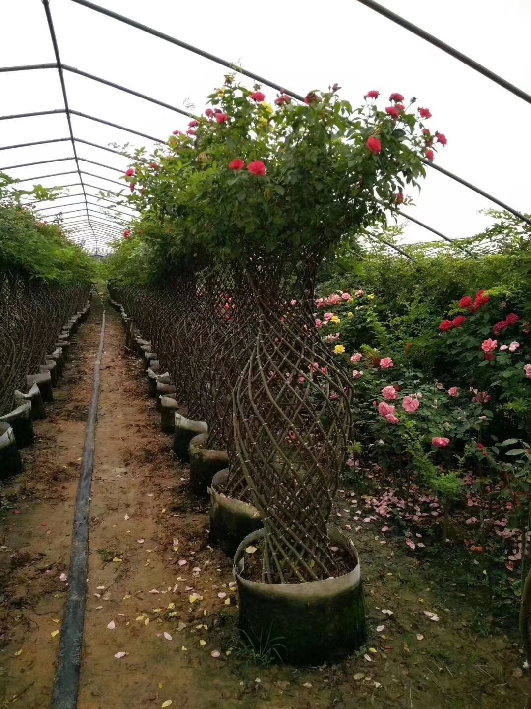 河南南阳方城县造型紫薇 月季花瓶骨架造型艺术编织