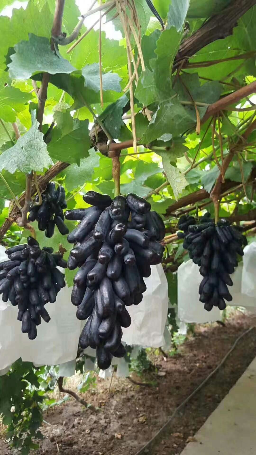 蓝宝石葡萄苗 甜蜜蓝宝石葡萄果形大口感好根系发达产量高适合南北方