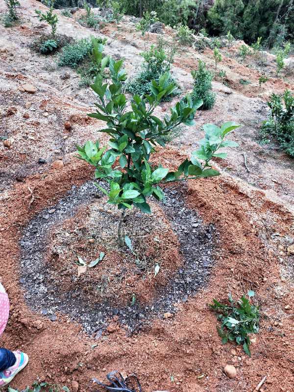 赣南脐橙树苗 脐橙苗 红肉脐橙树苗 卡拉卡拉血橙苗 纽荷尔