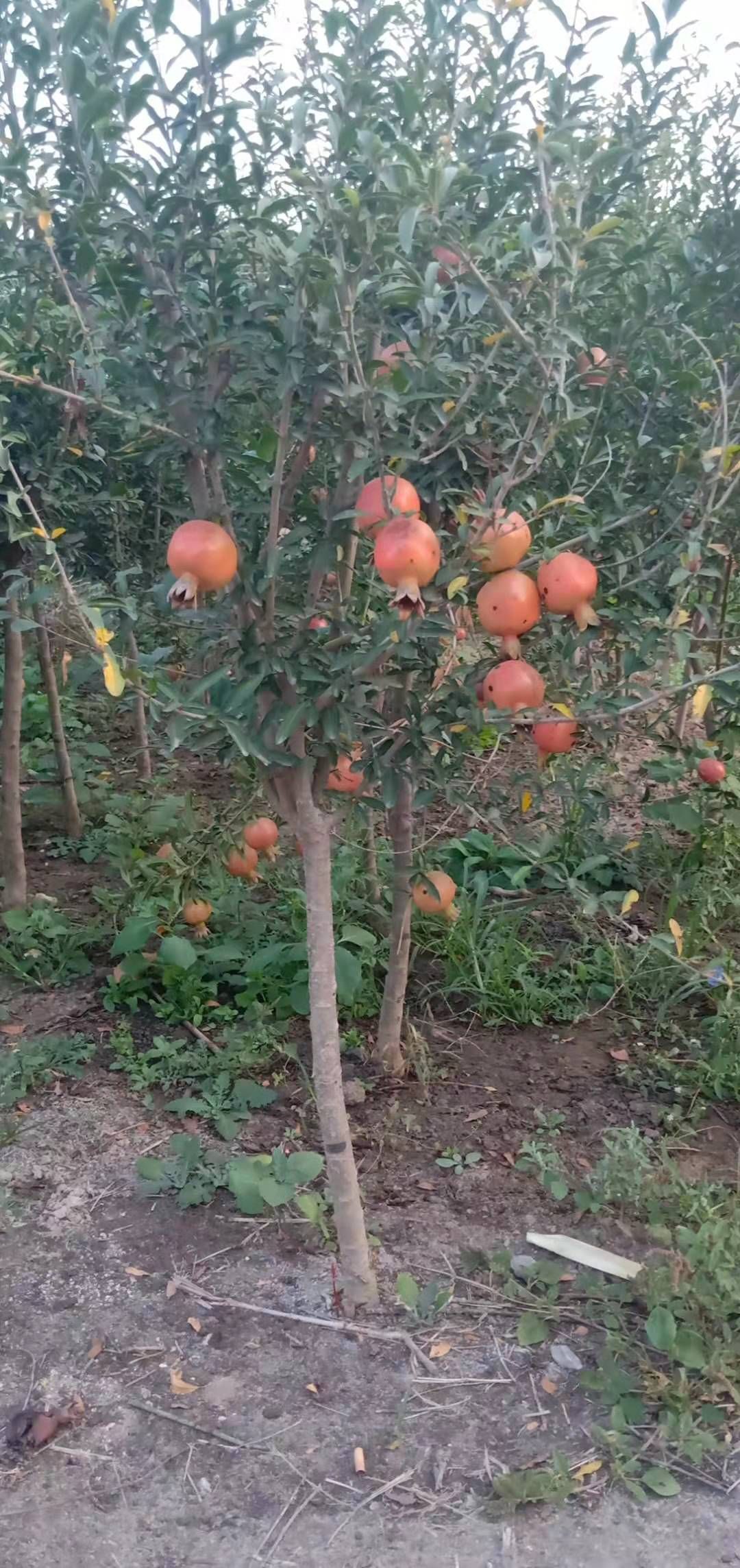 蒙阳红大石榴树,突尼斯软籽石榴树,墨玉石榴树山东大石榴树苗