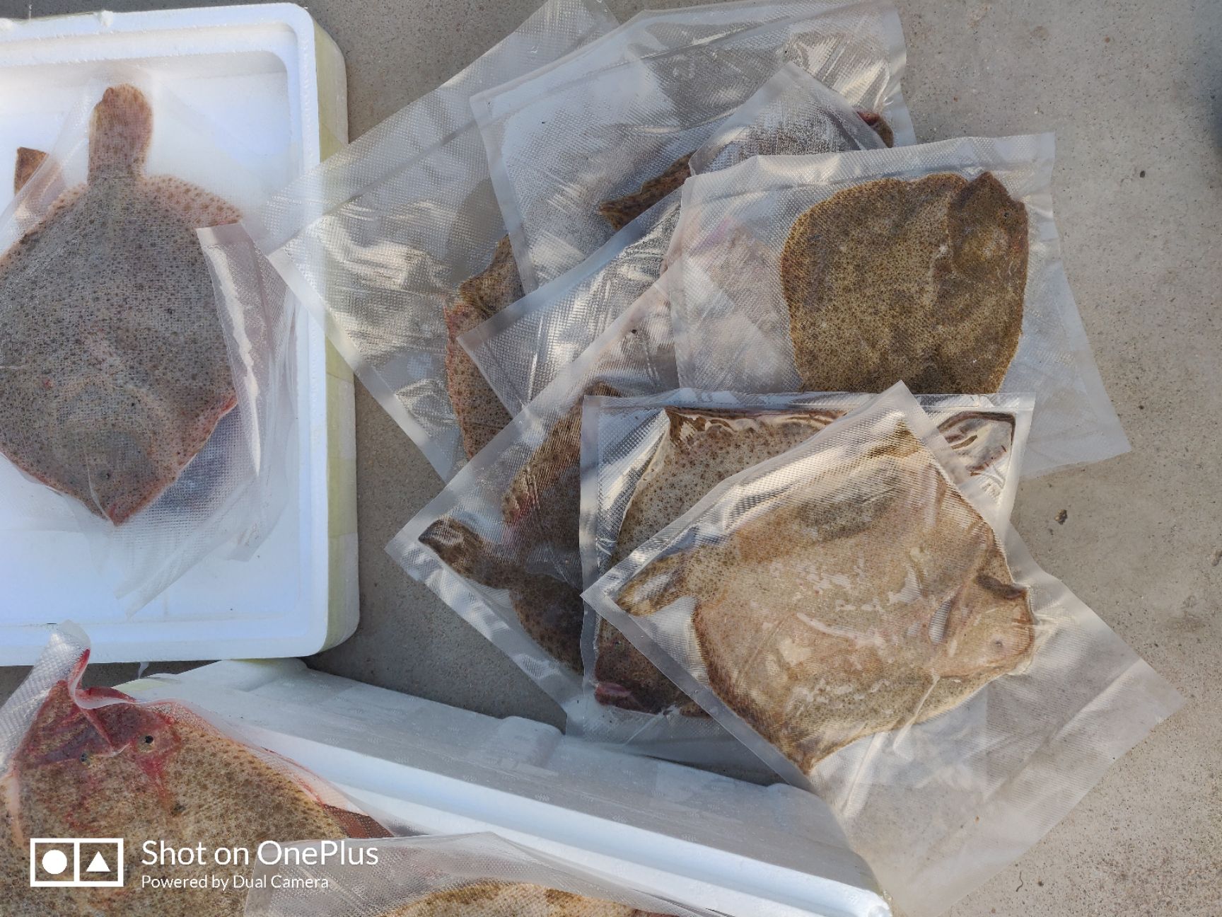 偏口鱼 单条真空包装多宝鱼 顺丰包邮 每条重量 0.8-1.1斤