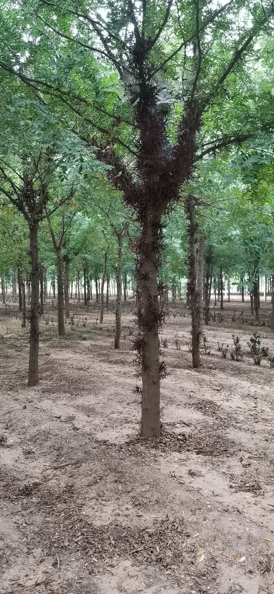 [大刺皂角树批发]大刺皂角树 有需要皂角可以联系价格