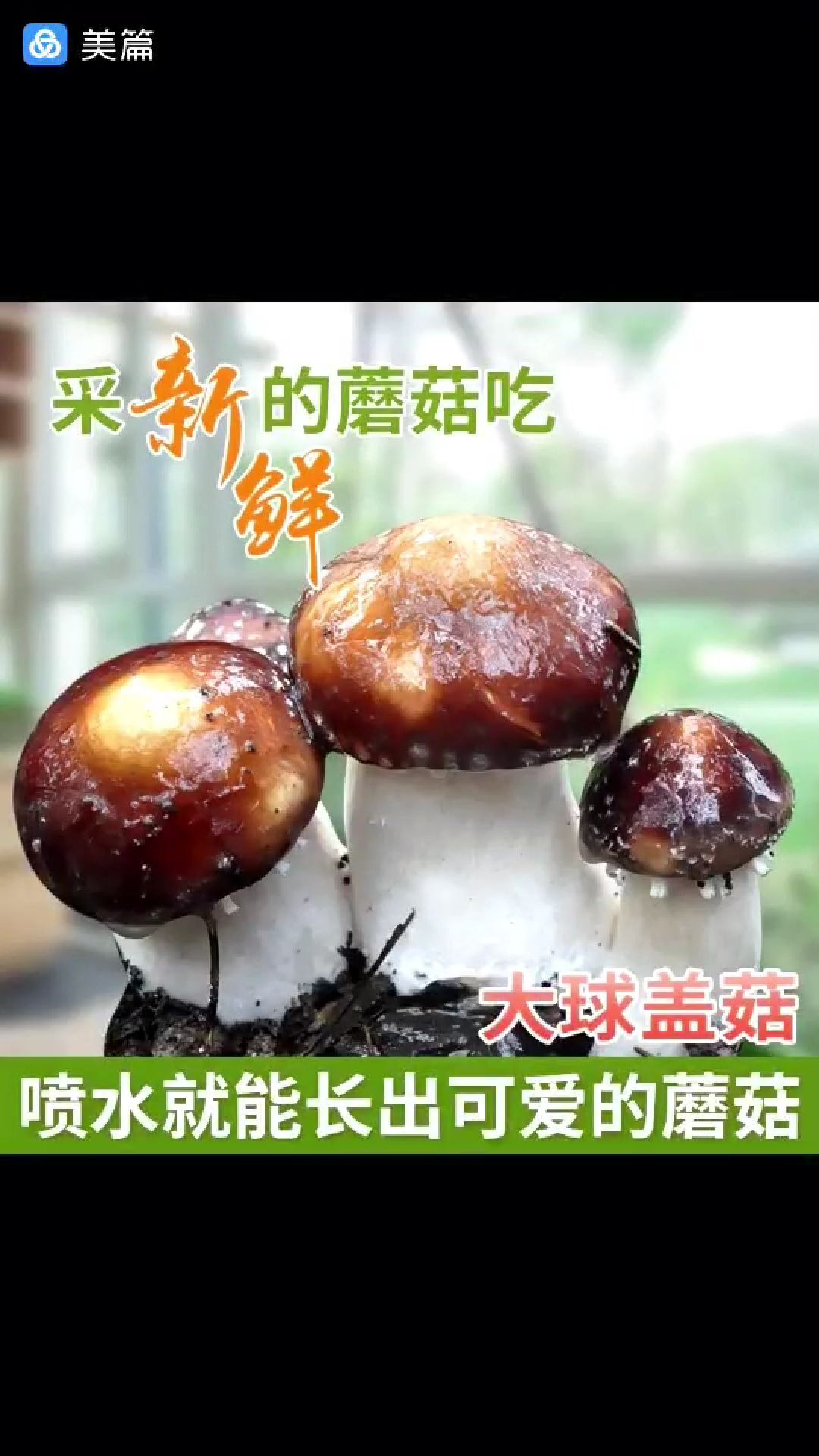 蘑菇 大球盖菇,菜中之王,营养价值非常高 ,鲜货销售中,量大优惠