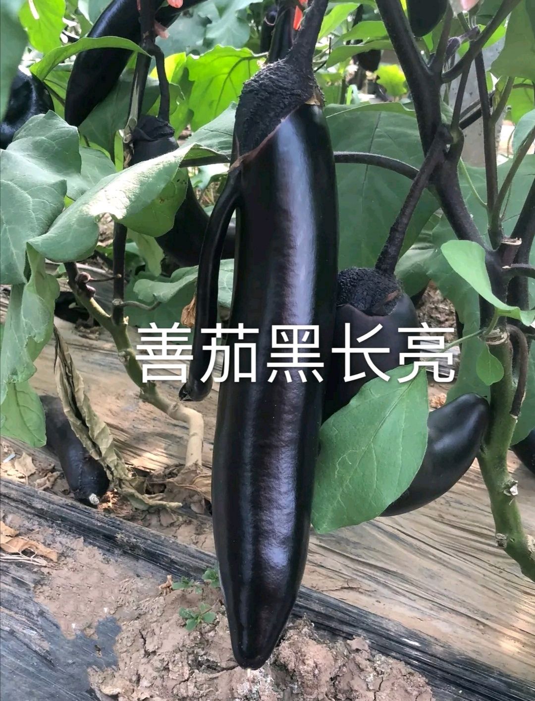 善茄黑长亮杂交一代茄子种子紫黑茄黑长茄果肉柔软油黑亮大田基地