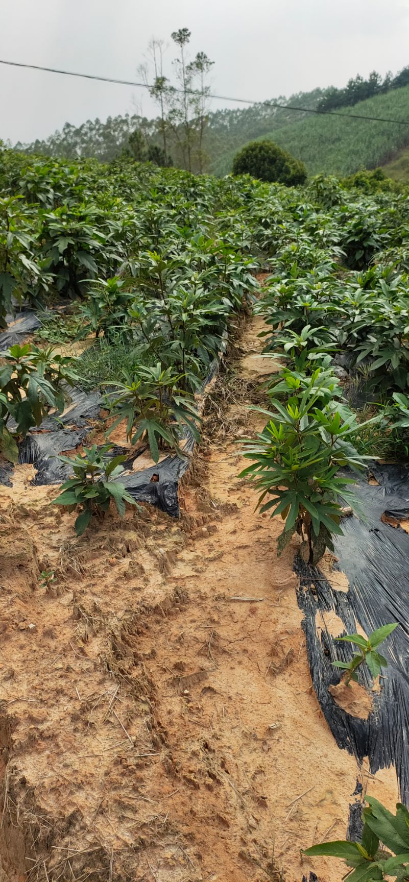 五指毛桃苗 五指毛桃种子【灵山县威俊药材种植专业合作社