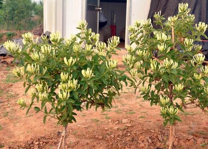 金银花苗 北花一号金银花树苗 原产地直销