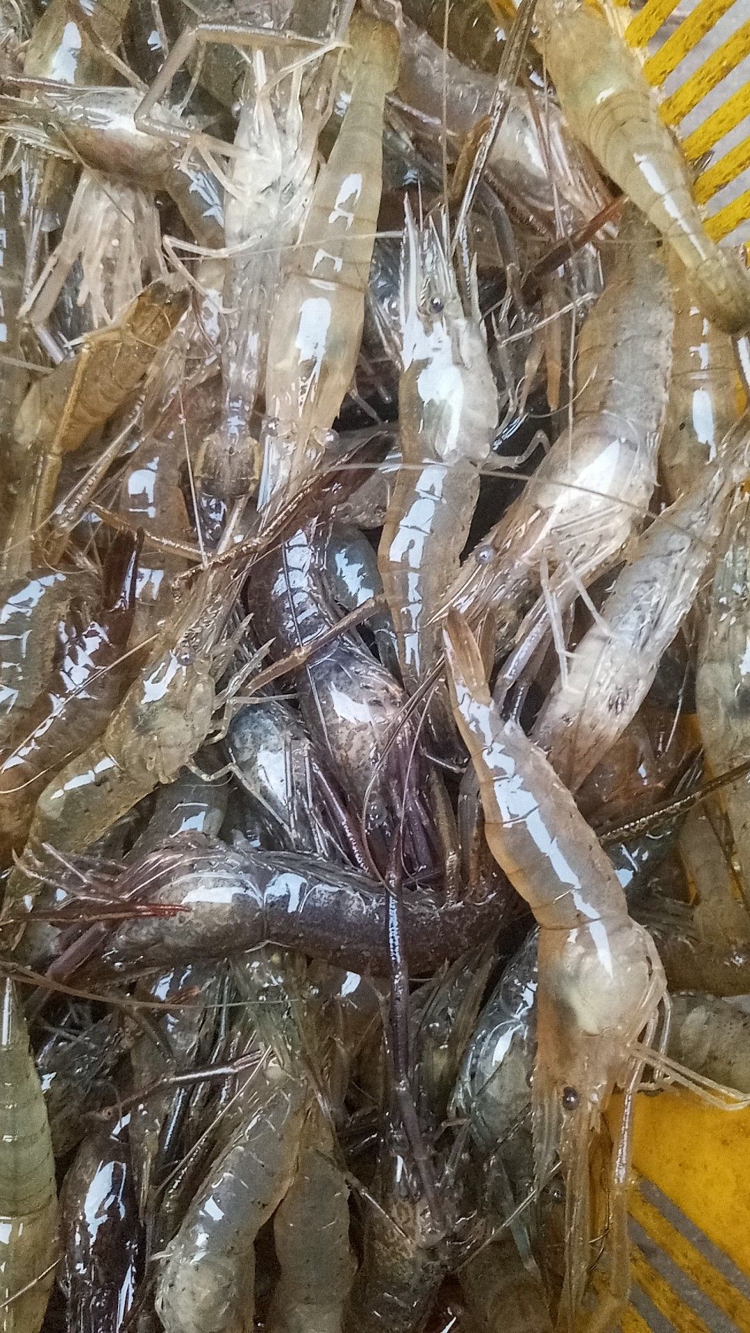 草虾 野生淡水河虾 五节腿青虾