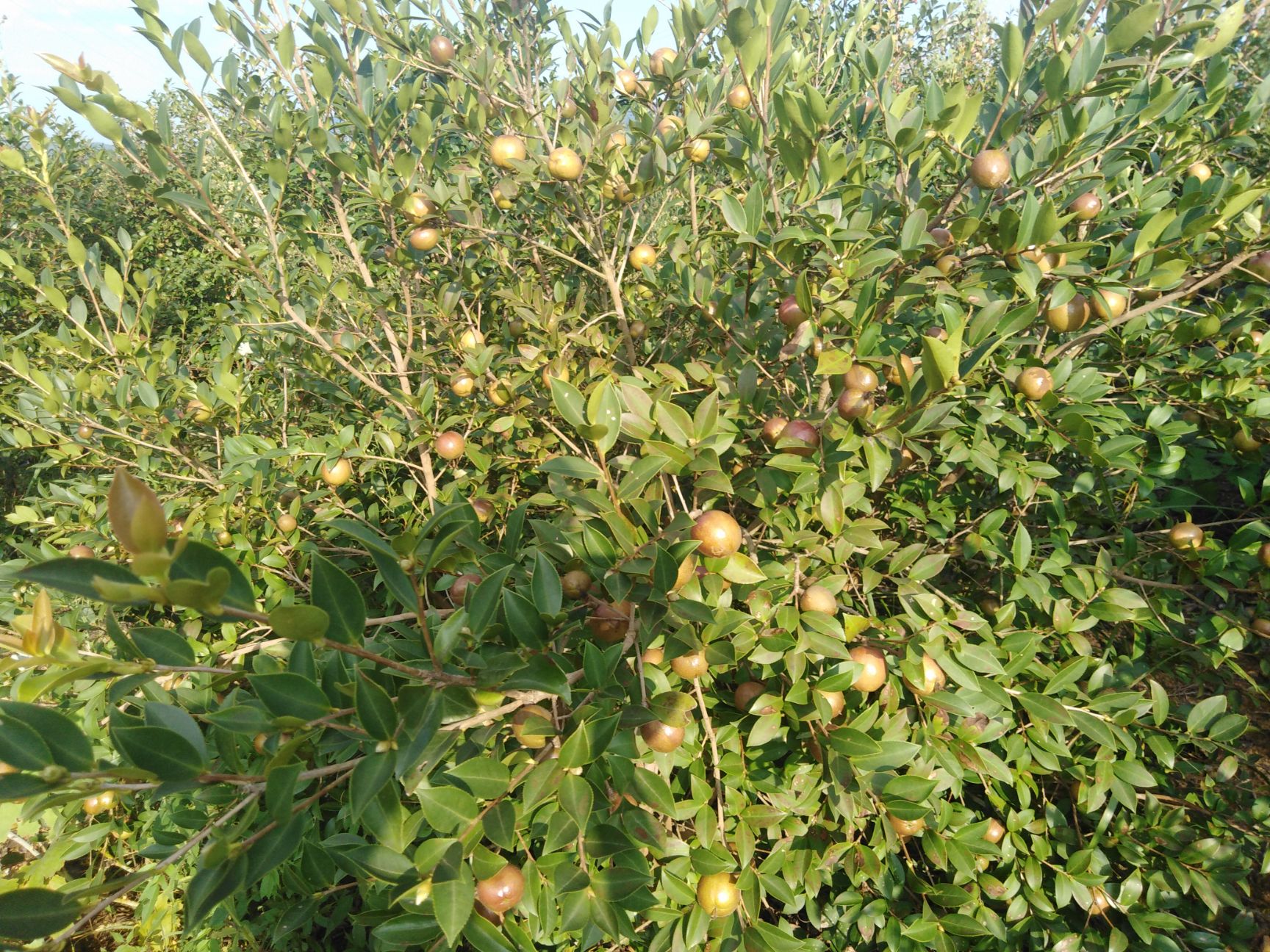 油茶籽 预售油茶果(长林系列)