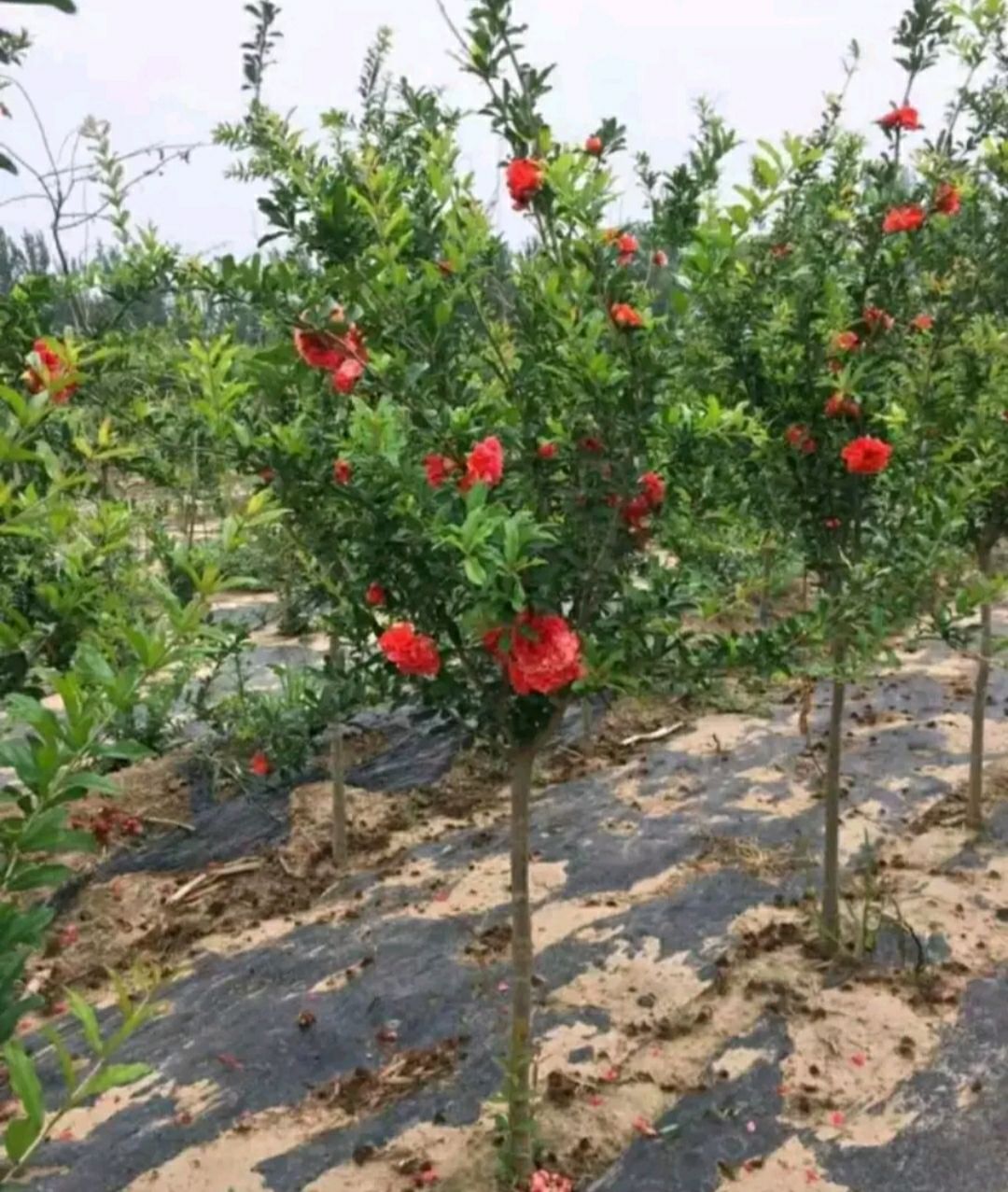 蒙阳红石榴苗 当年种植当年结果 保证品种 包成活 基地现挖发货