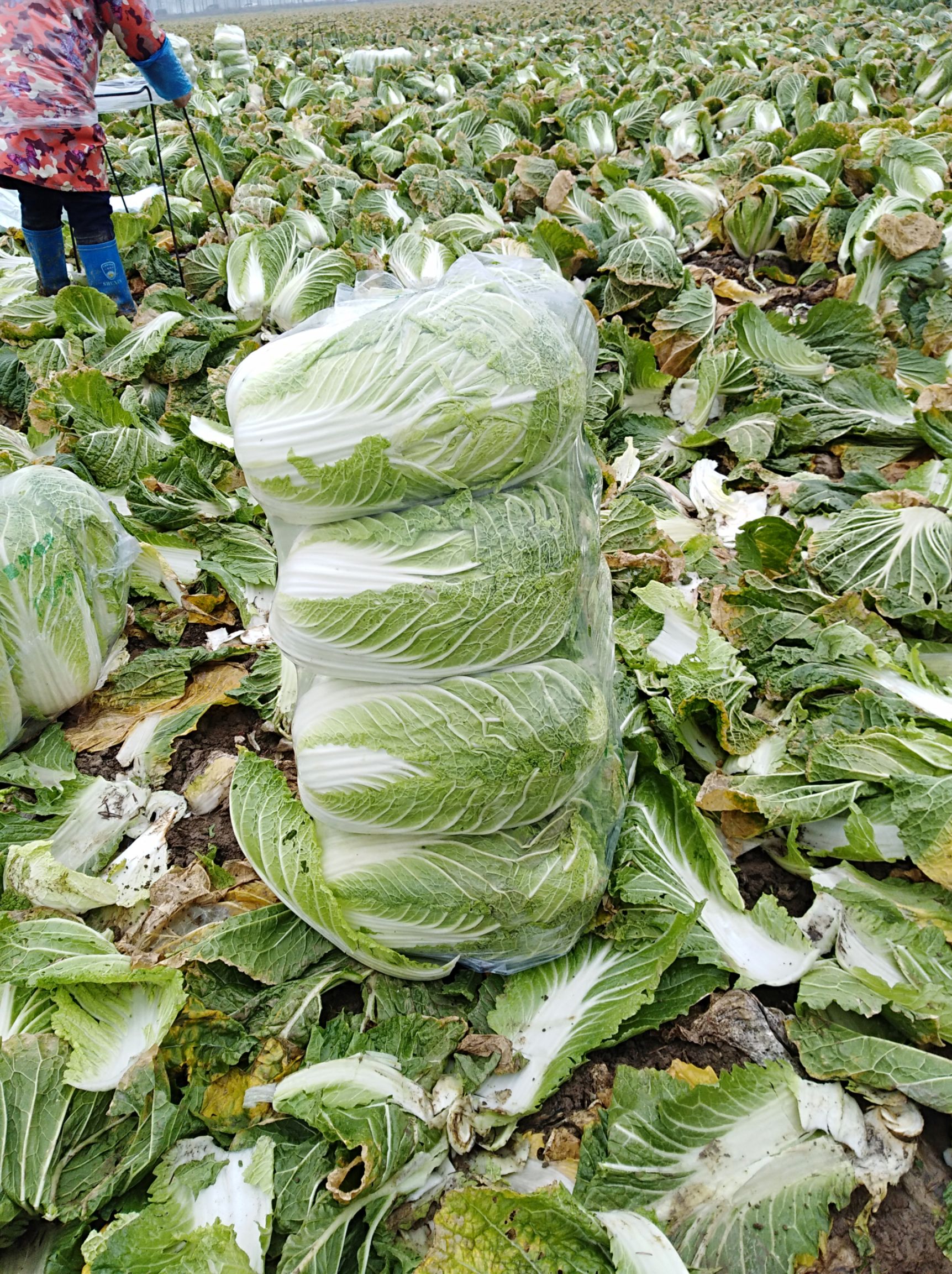 供应大厅  蔬菜 白菜  商品属性 品种名:黄心大白菜 品种名:黄心大