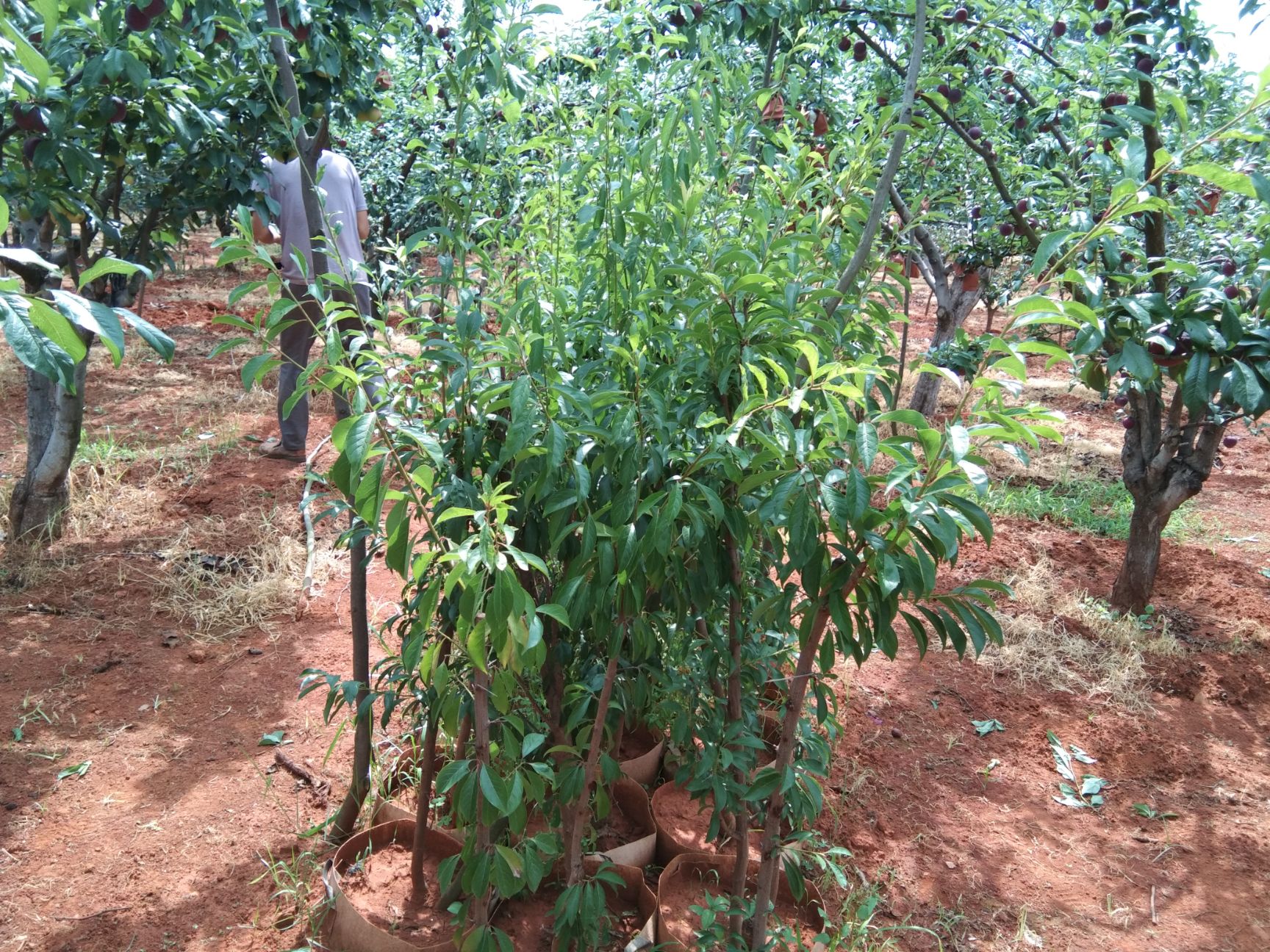 嫁接桃树苗 各种果树苗,风景树苗,批发价格,量大从优,欢迎咨询了解.