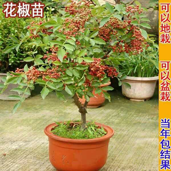 花椒树苗大红袍花椒树苗 花椒苗 花椒苗盆栽 大红袍花椒苗