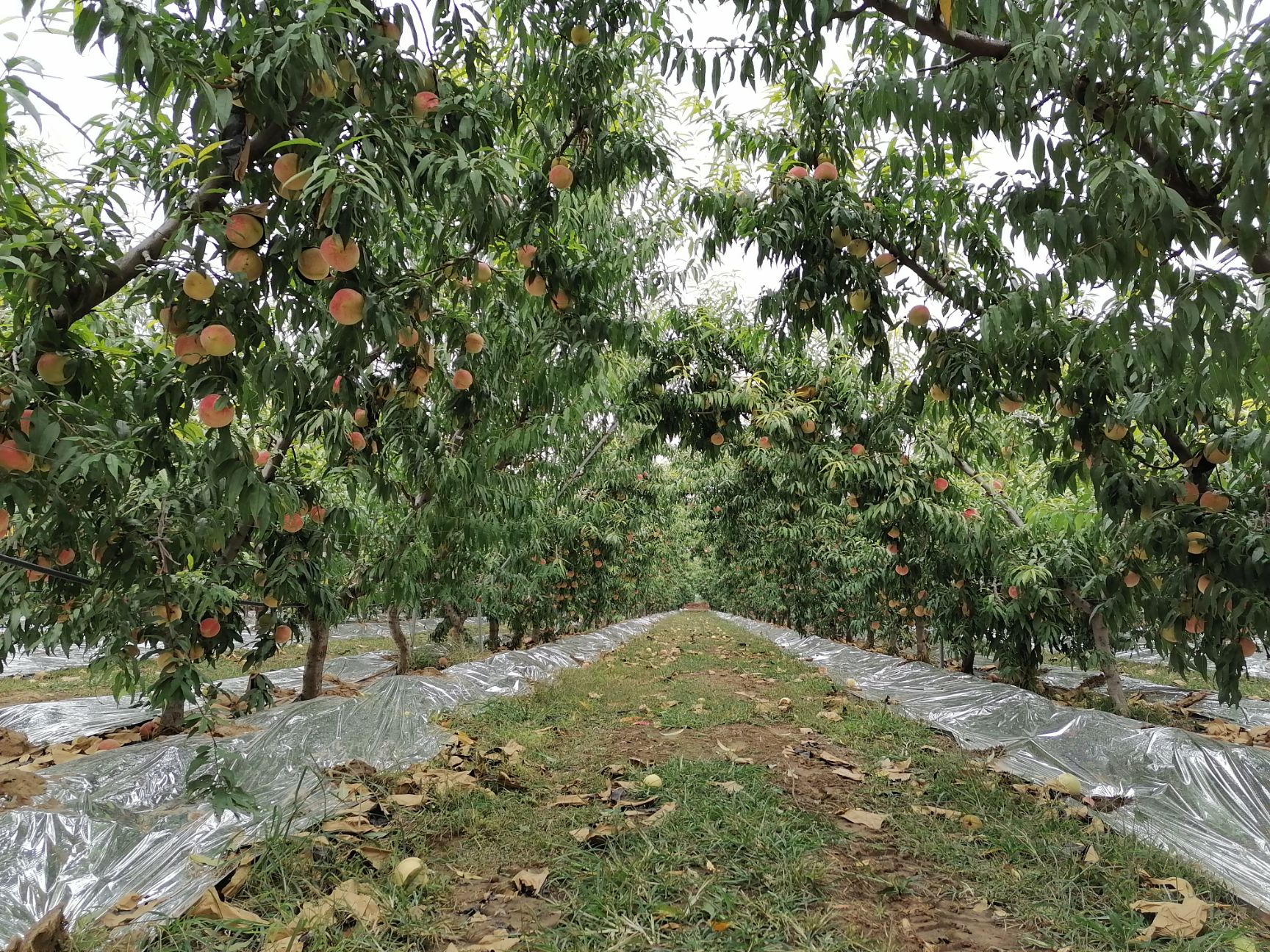 映霜红蜜桃标准化生产基地