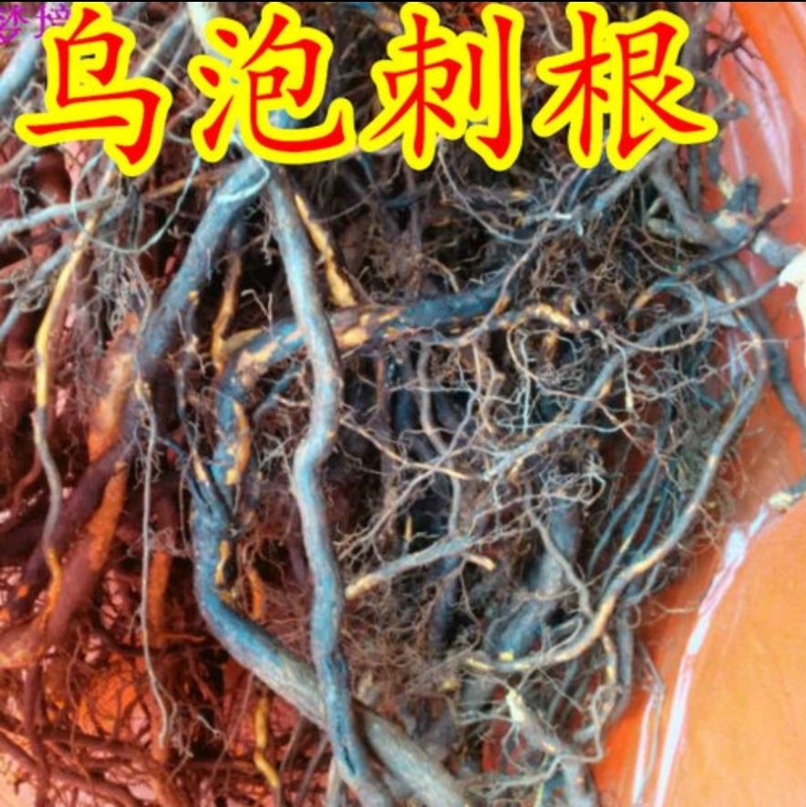 过江龙 新鲜乌泡刺根 乌龙摆尾 寒莓 乌泡刺根鲜货现采包邮