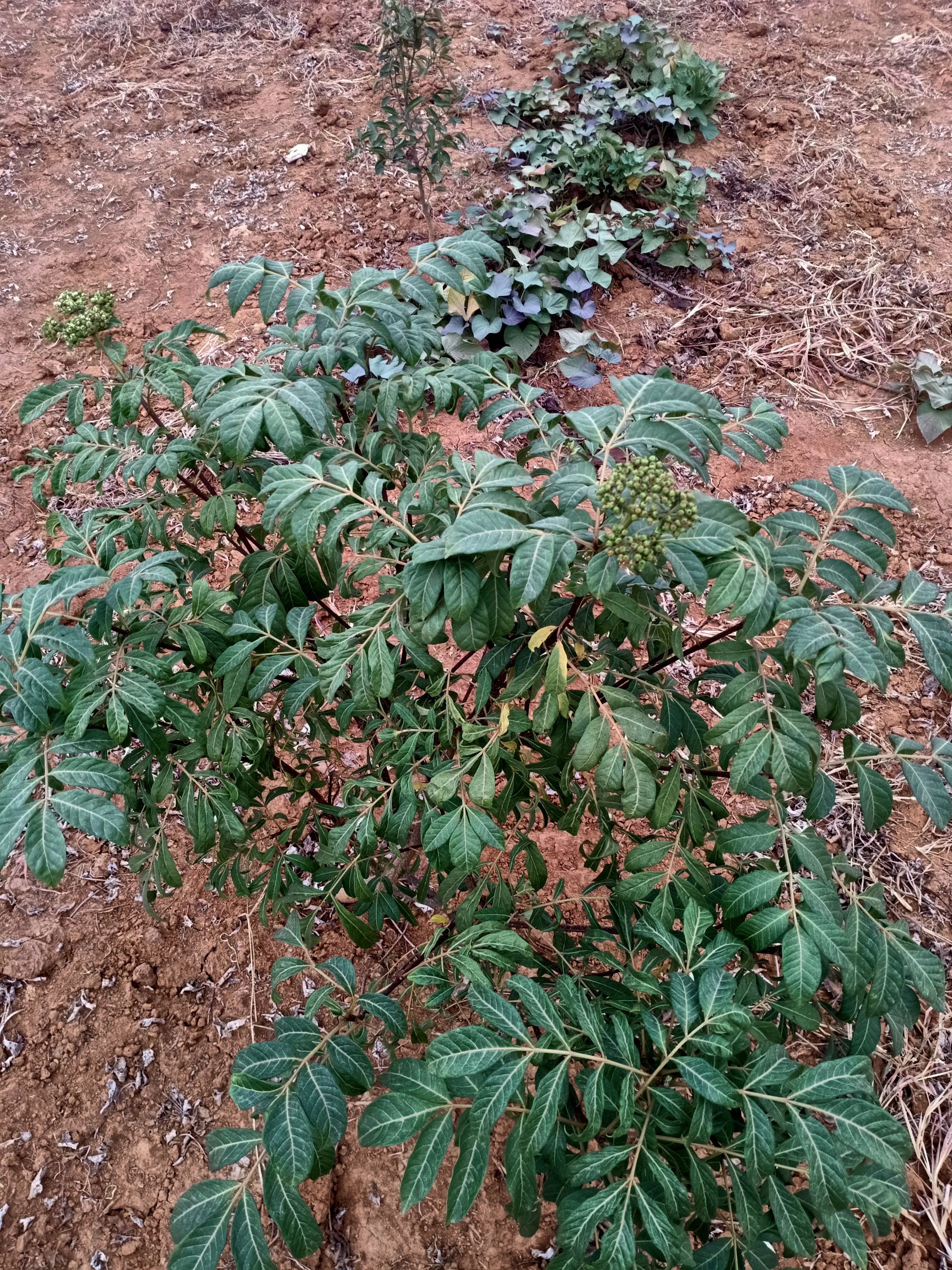 供应大厅  种子种苗  吴茱萸苗