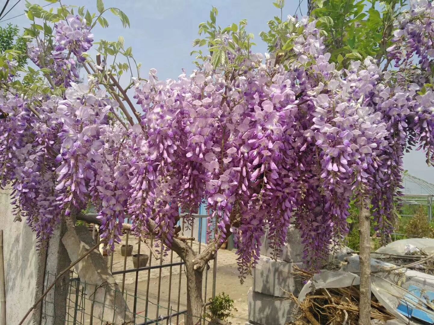 紫藤苗日本紫罗兰~盆景