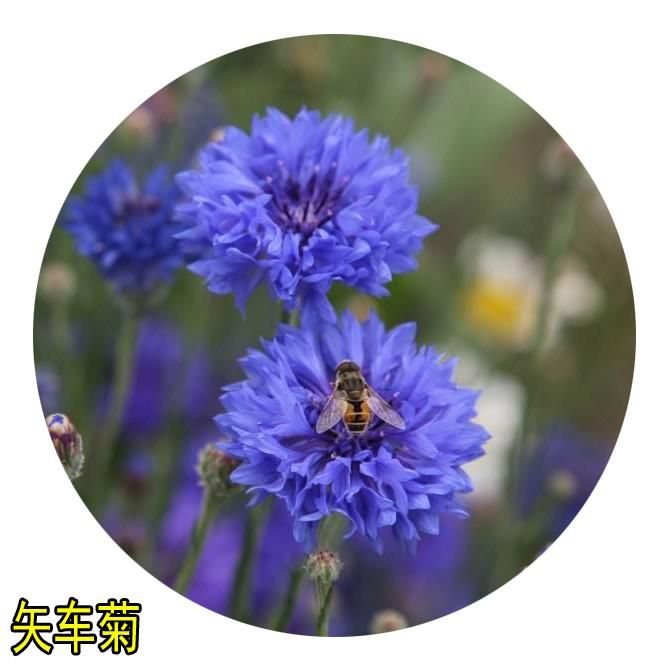 散装矢车菊种子蓝色混色矢车菊阳台盆栽花海打造 四季种植包邮