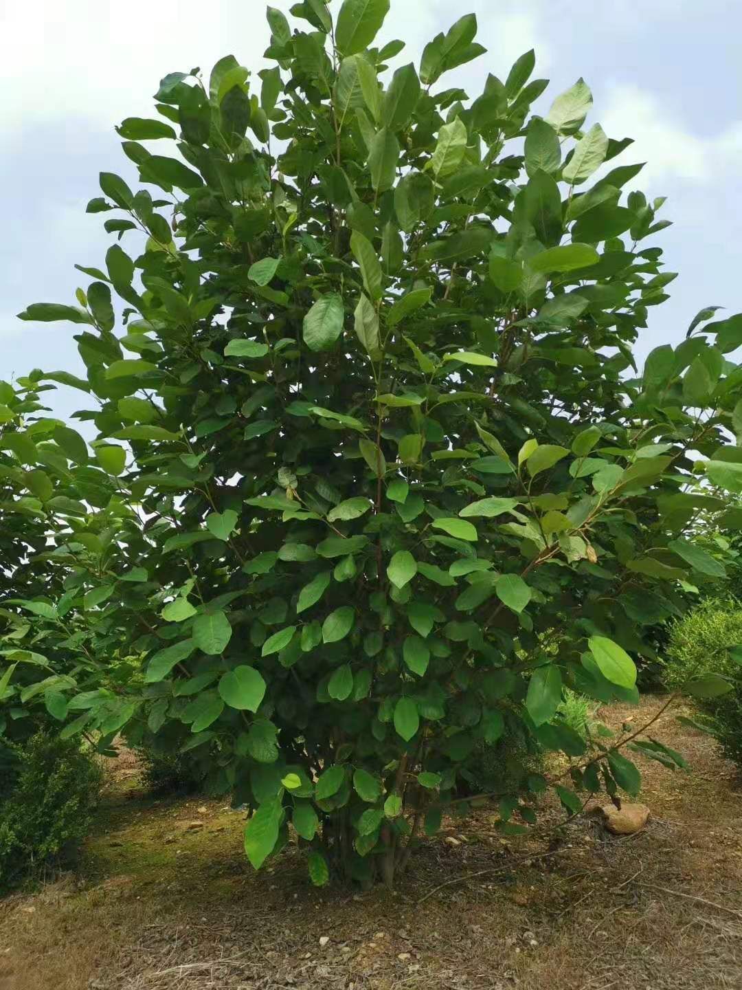 天女木兰苗 山牡丹苗 天女花苗