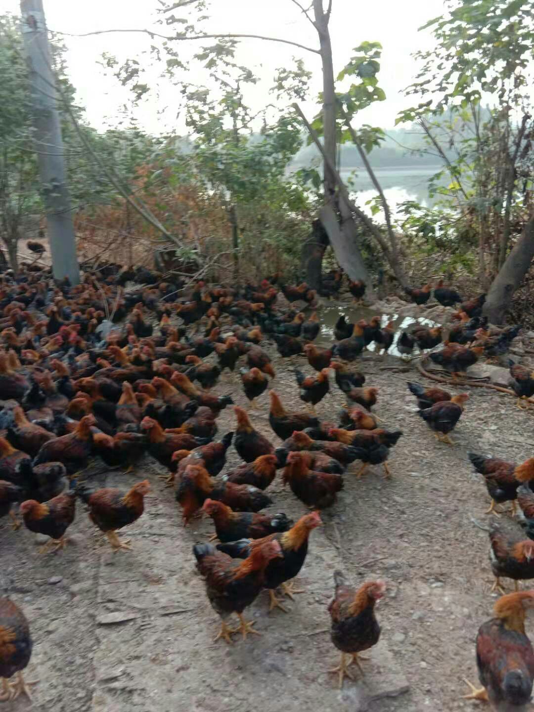 清远麻阉鸡