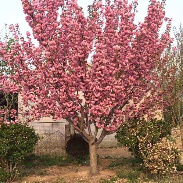 樱花树苗 重瓣晚樱 南北方庭院地栽盆栽花树园林植物风景树