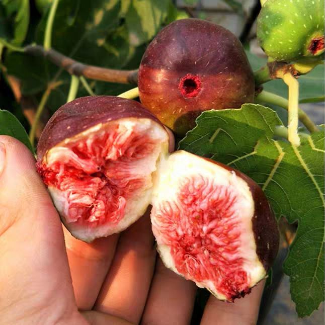 日本紫果无花果苗 日本紫果 自家种植苗 包成活包品种