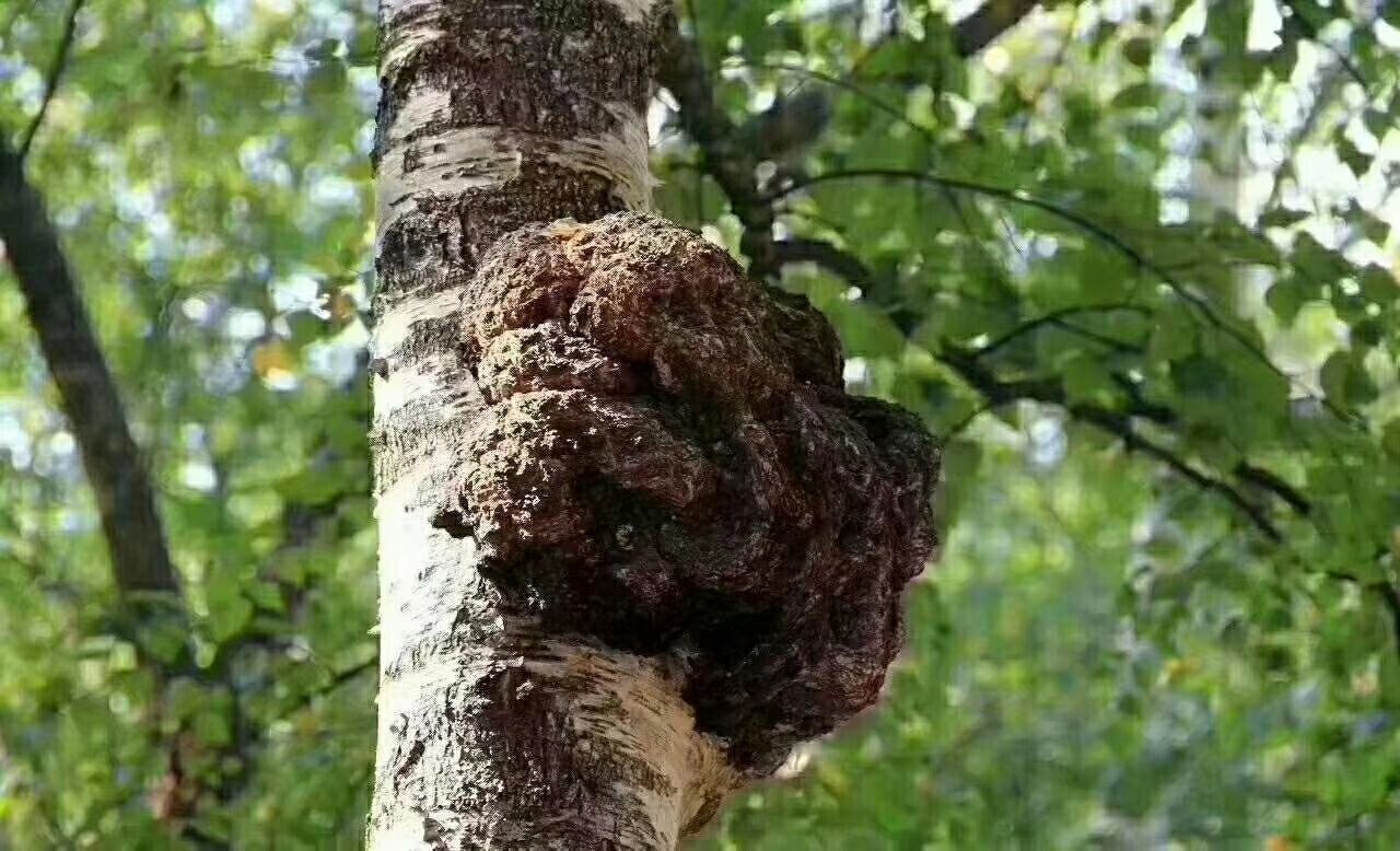 桦树茸是一种生在白桦树上的药用真菌,具有降三高的保健功能