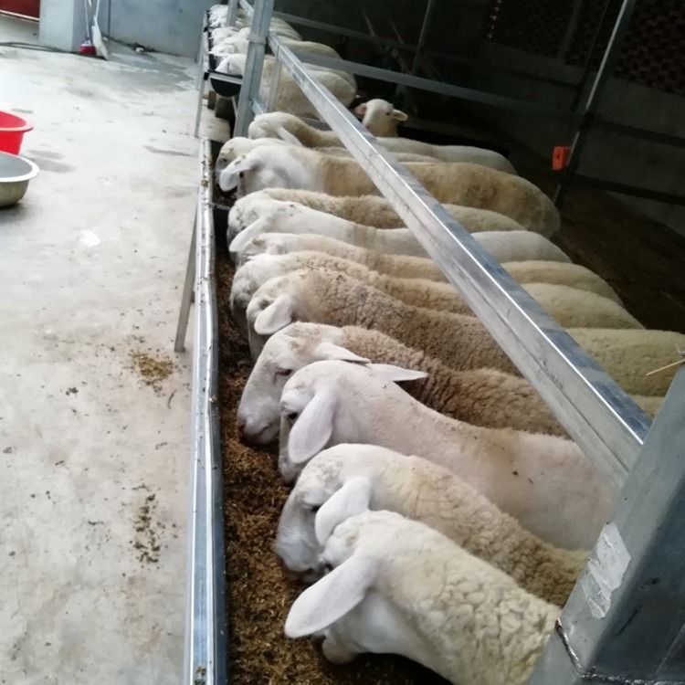 食槽牛槽羊槽食料槽饮水槽喂羊的槽子牛羊用饲料槽养羊设备养牛用品