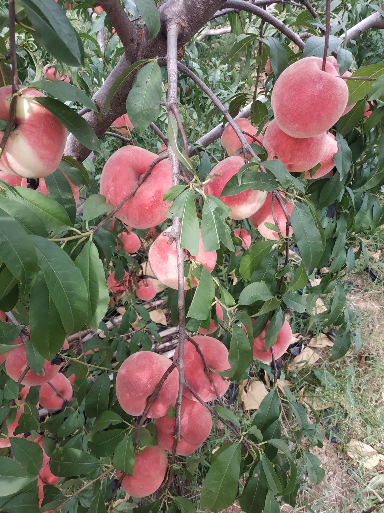 荆武洪