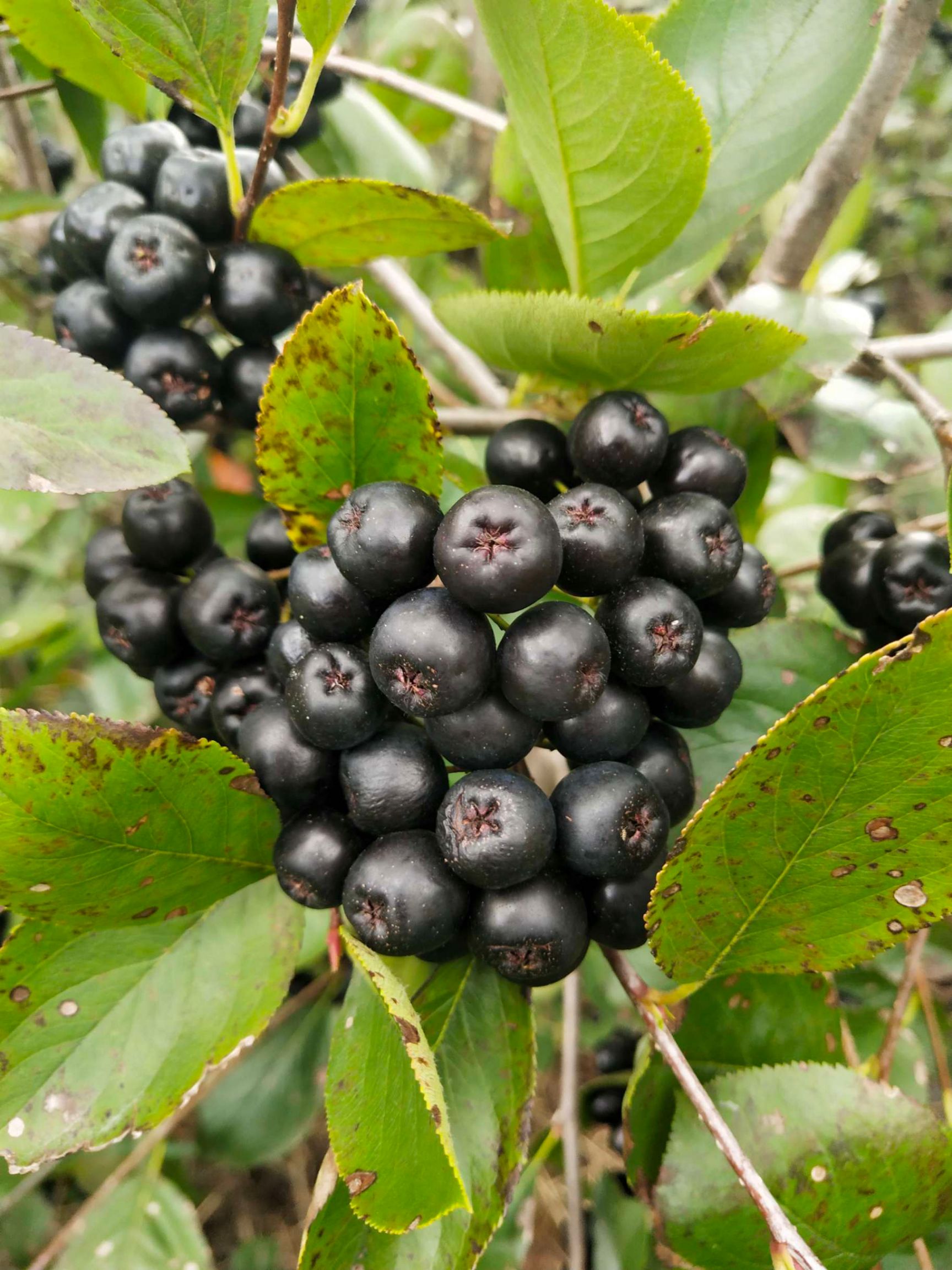 黑果花楸,不老莓,*樱莓,鲜果,干果,浓缩汁.