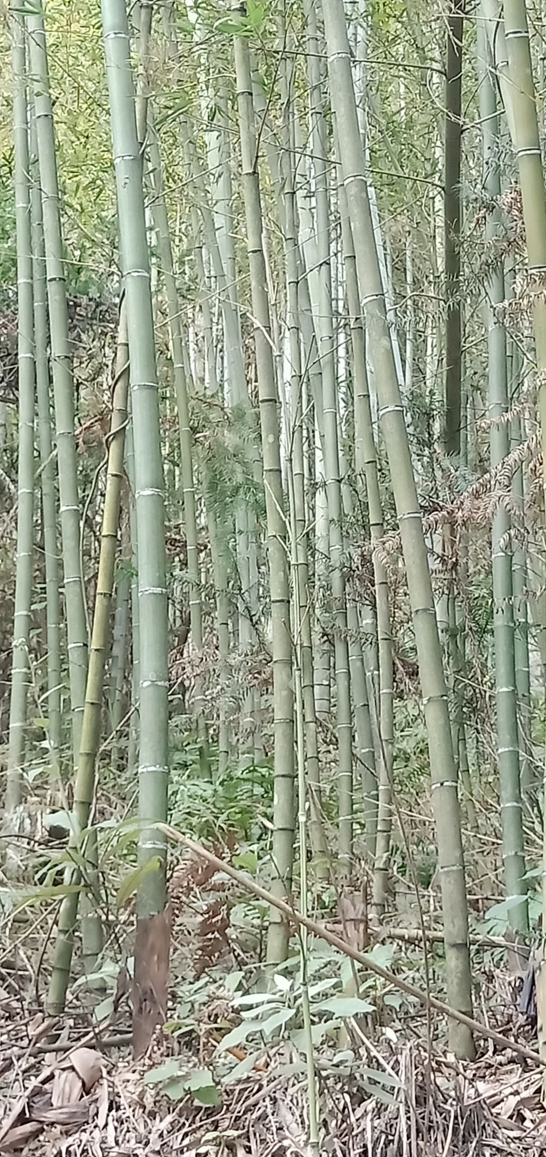 黄甜竹 靓甜竹