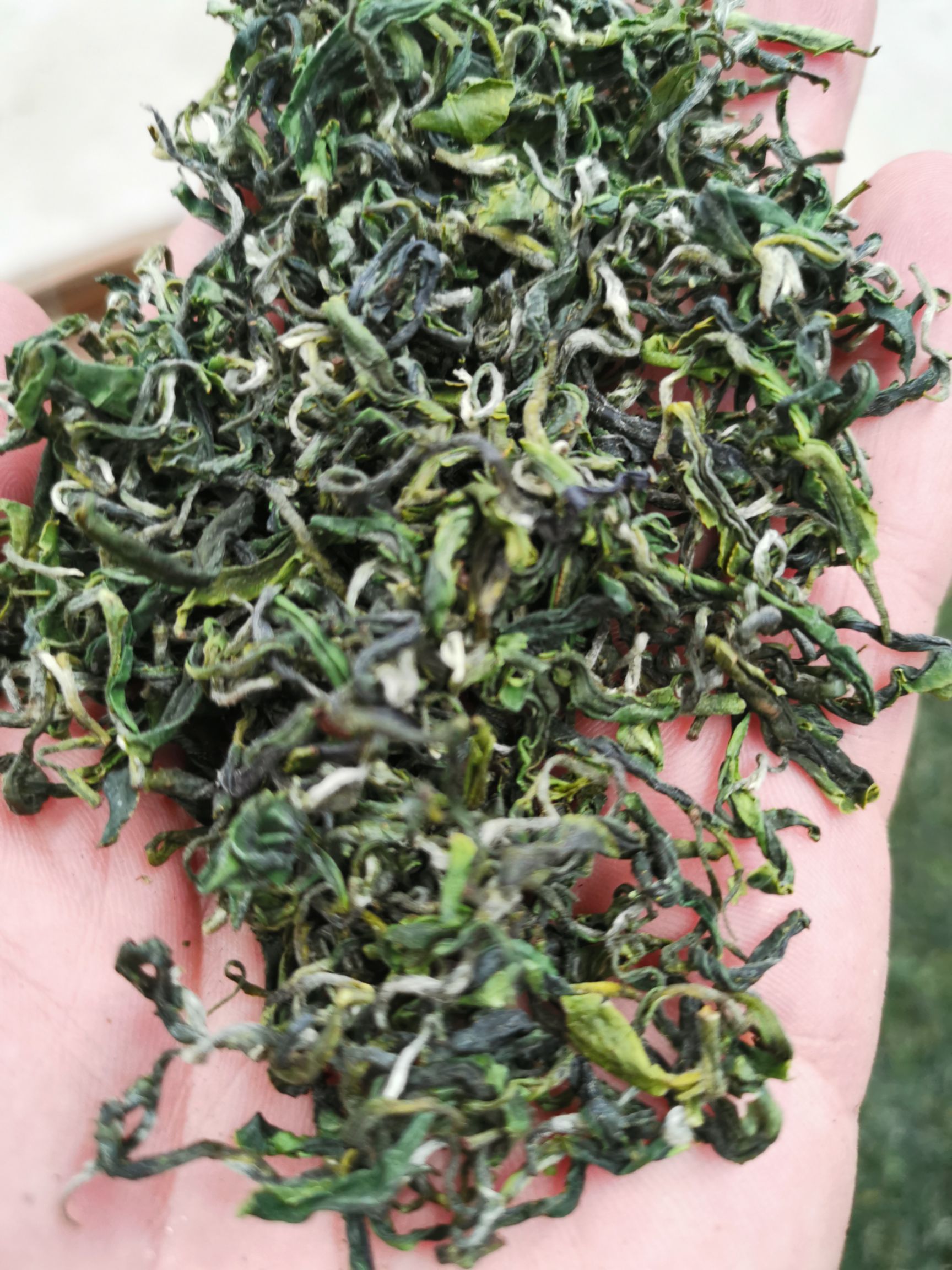 [日照绿茶批发] 日照绿茶寒露茶价格198元/斤 - 惠农网