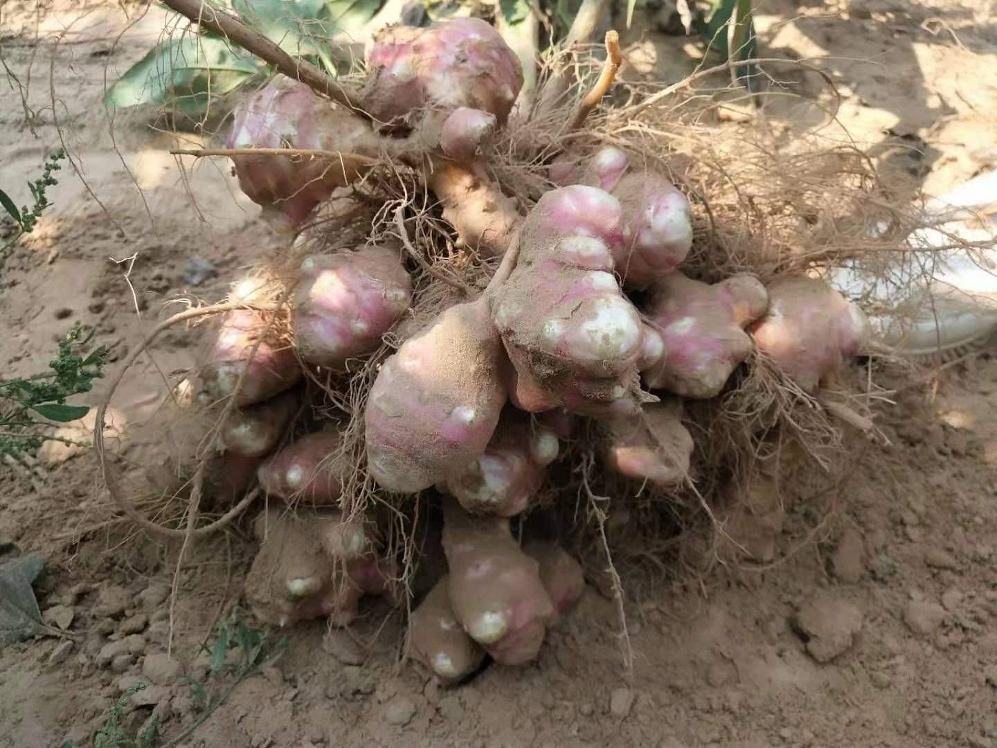 洋姜,现货量大质优,有白皮的,红皮的,紫皮的,欢迎定购购