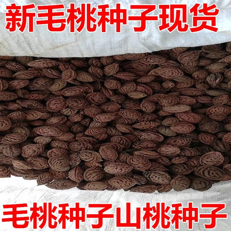 江苏宿迁沭阳县 2019新采毛桃种子山桃种子毛桃核野毛桃树种子嫁接