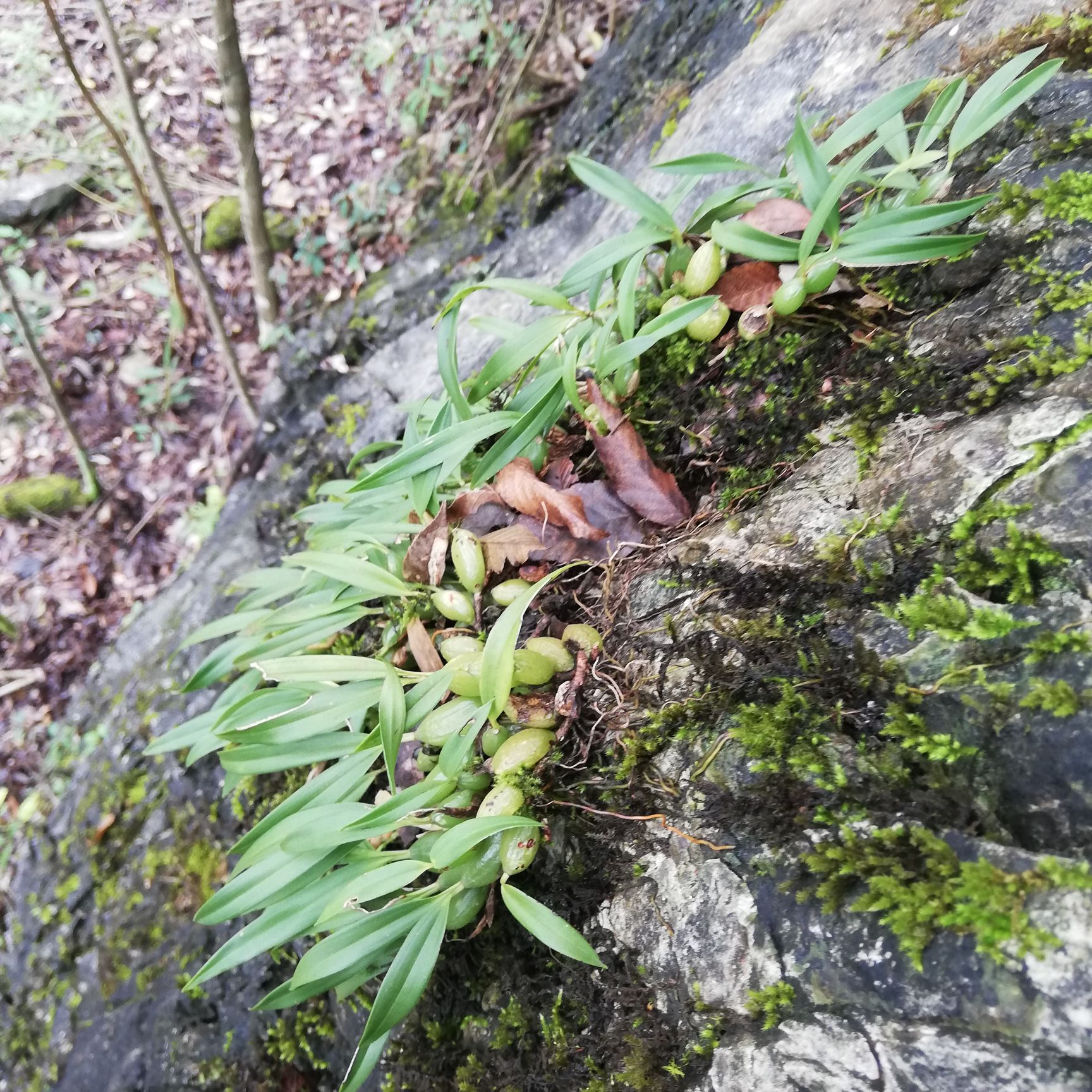 贵州山区生态生长双叶石橄榄小果,特价5.5块包邮