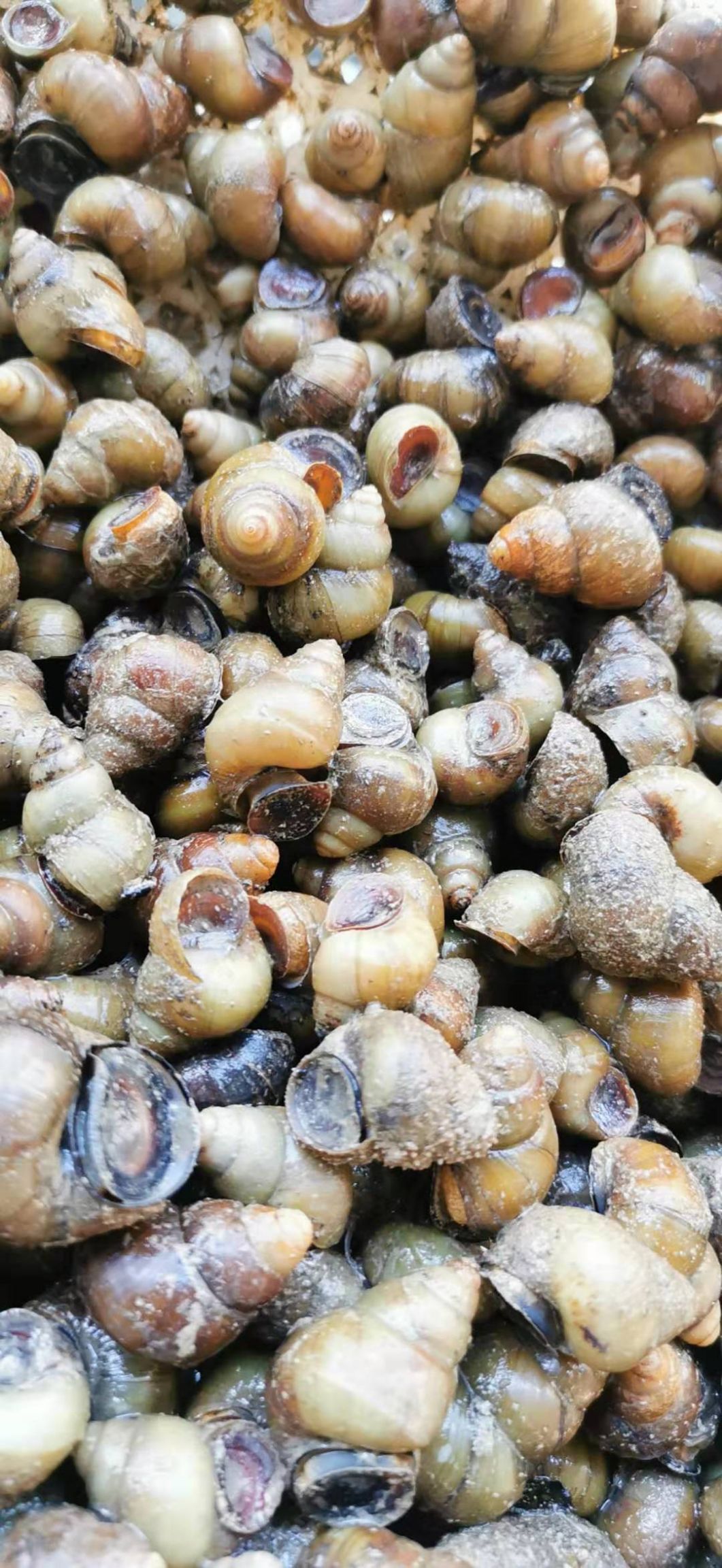 螺蛳薄壳石螺常年供应食用螺饲料螺规格齐全大量有