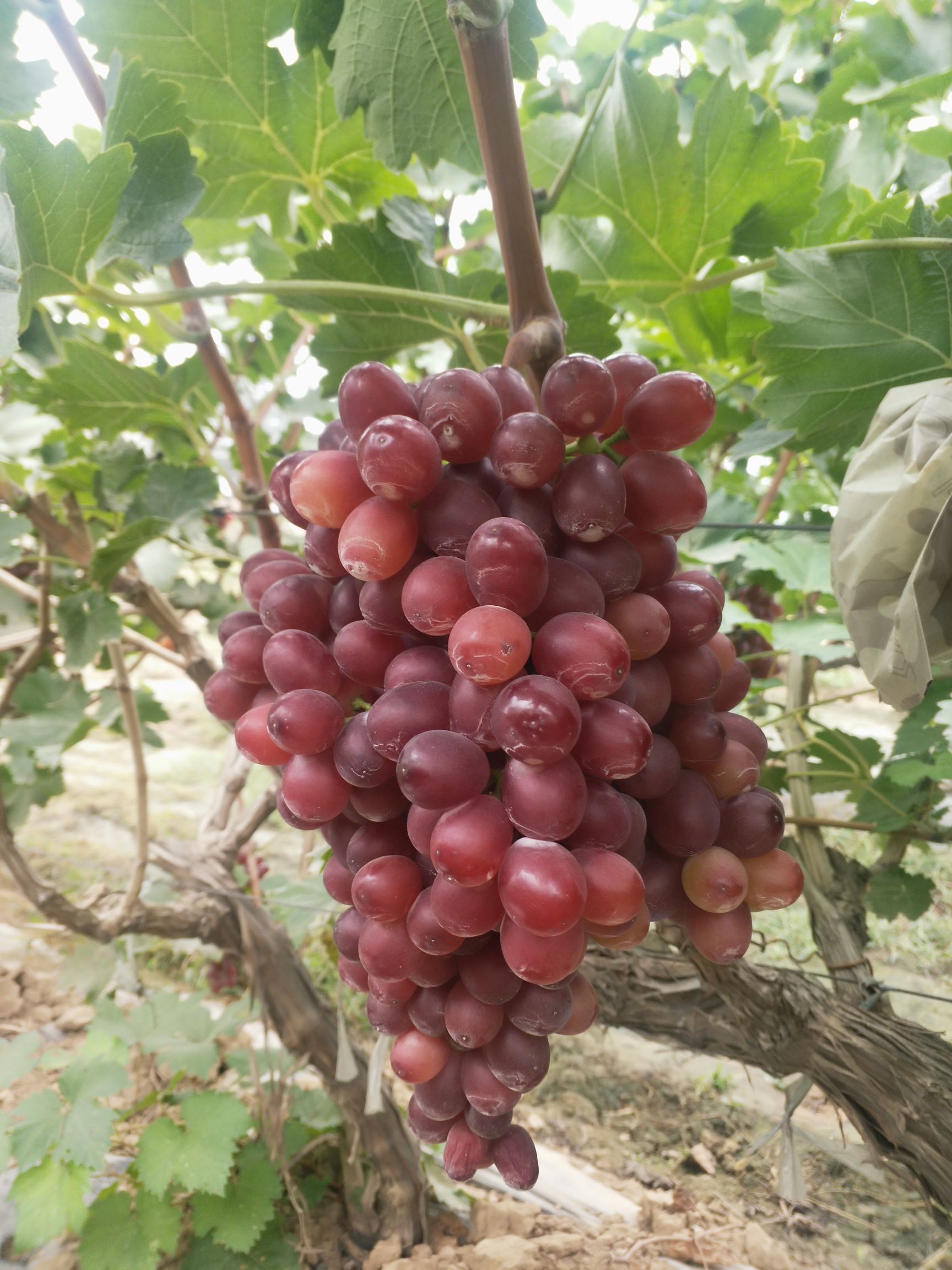 克伦生无籽小葡萄