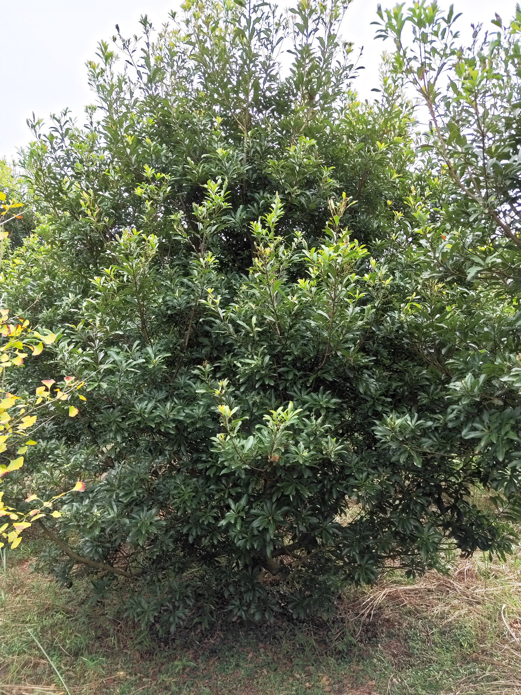 东魁杨梅树苗湖南的杨梅之乡靖州有各种规格的杨梅树