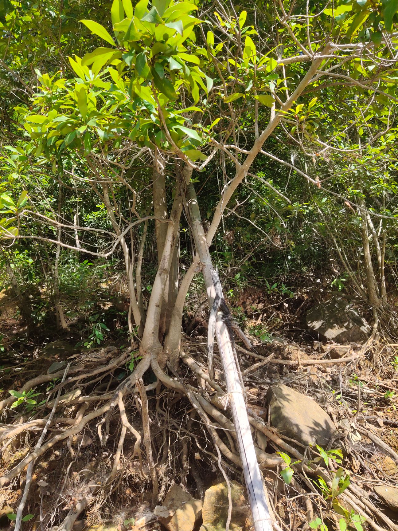 [荆棘根盆景批发]荆棘根盆景 树根盆景价格50元/棵 - 惠农网