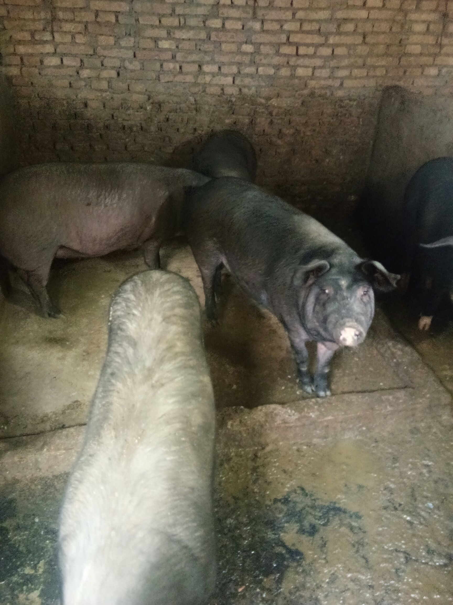 黑猪200-300斤