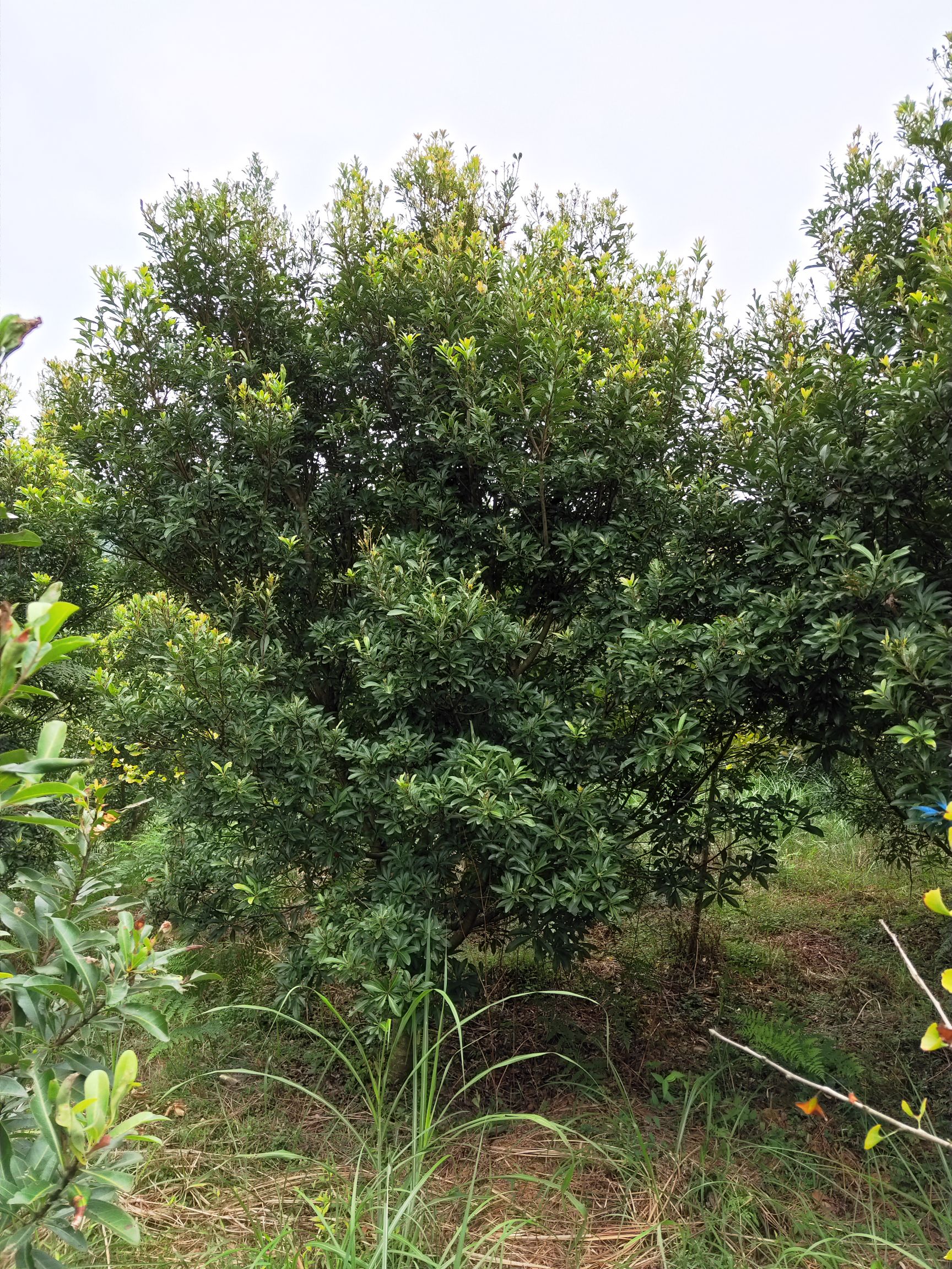 东魁杨梅树苗 湖南的杨梅之乡——靖州!有各种规格的杨梅树
