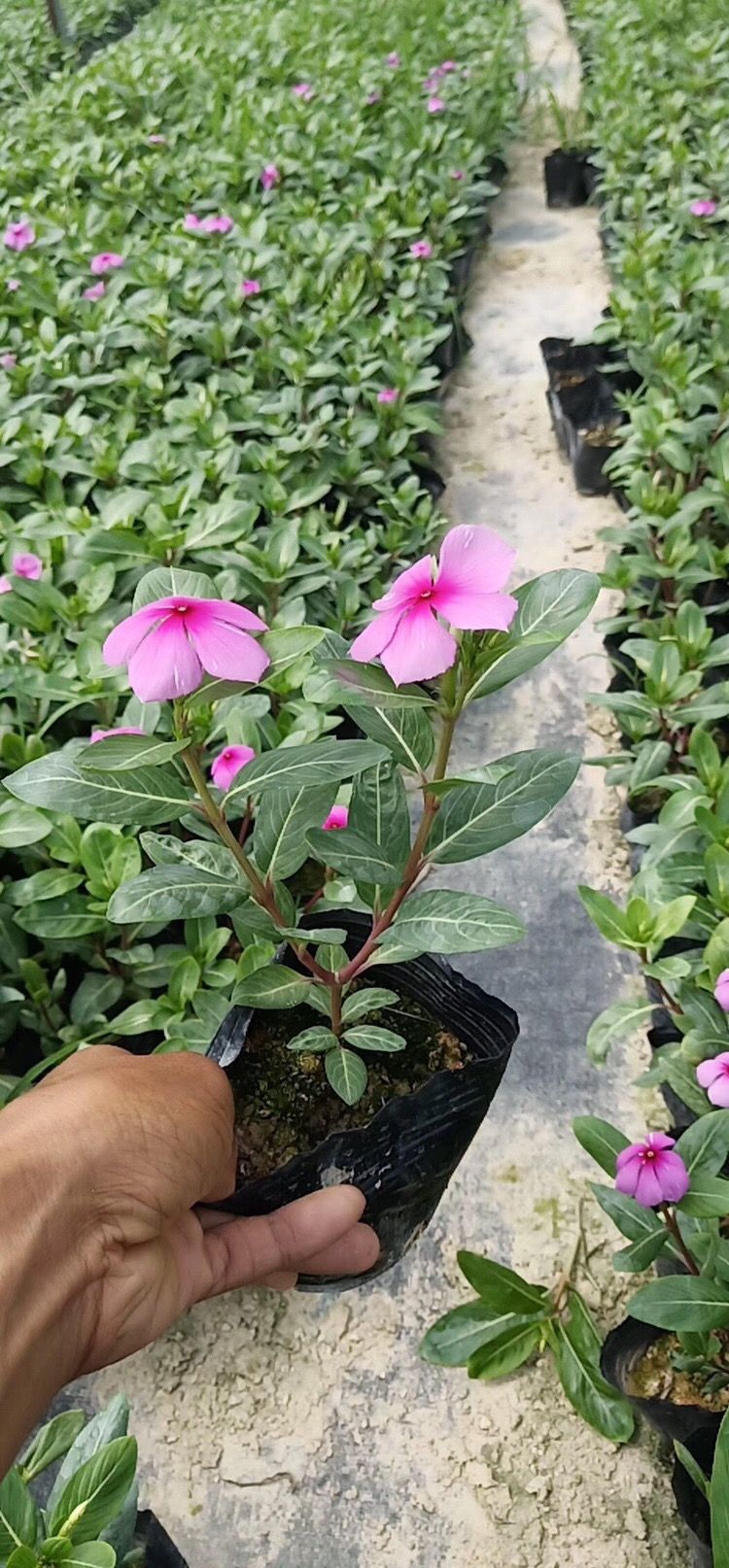 长春花五斤袋苗