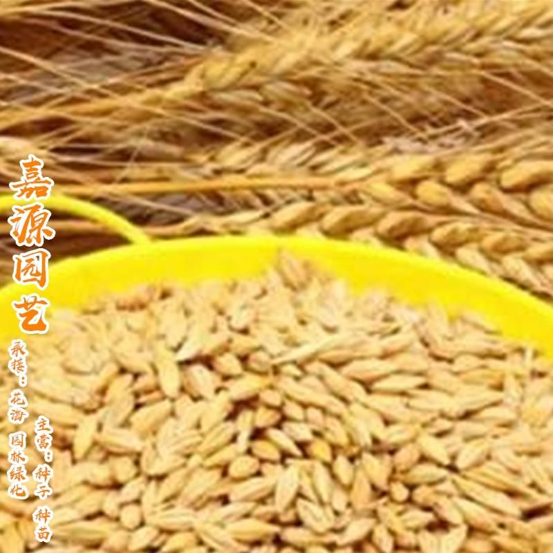优质精选高产型大麦种子四季皆可培育