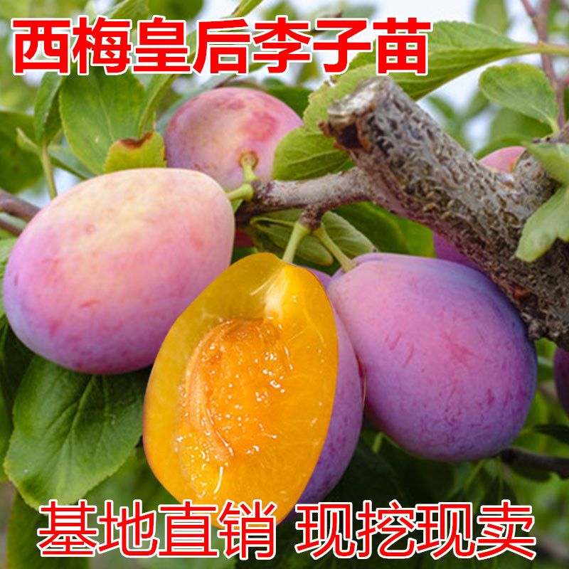 果树苗西梅皇后李子苗盆栽地栽南北方种植李子树苗嫁接苗当年结